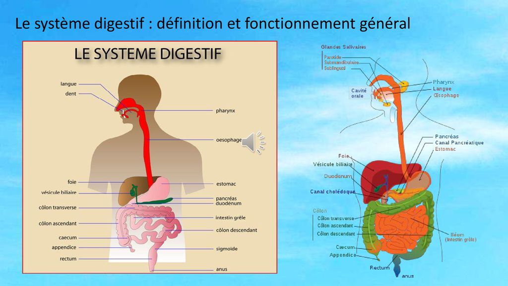 Les Tutoriels Le Transit Intestinal Ppt T L Charger